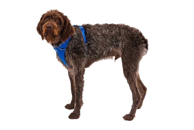 Повсякденна шлейка для собак Ruffwear Front Range&reg; L/XL 81-107 см Синій 30780 фото