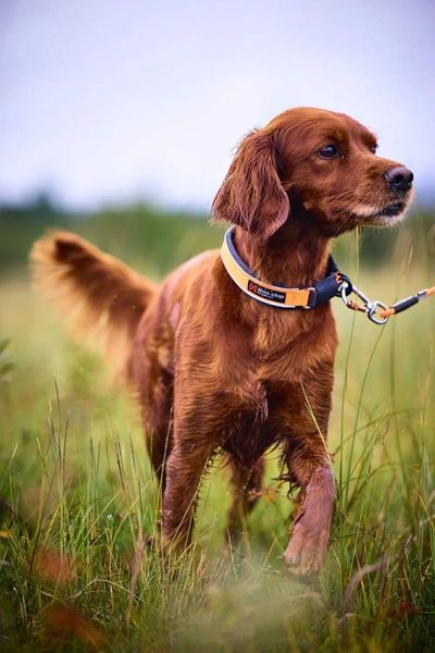 Ошейник для собак Protector Non-stop dogwear Оранжевый 32 40358 фото