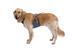 Автошлейка для собак Ruffwear Load Up&trade; XS 43-56 см Синий 30843 фото 17