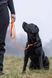 Повідець для собак Retriever leash Non-stop dogwear Помаранчевий 1,6 м/6 мм 41383 фото 4