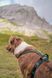 Шлея для собак Line harness grip Non-stop dogwear Черный 5 40710 фото 2