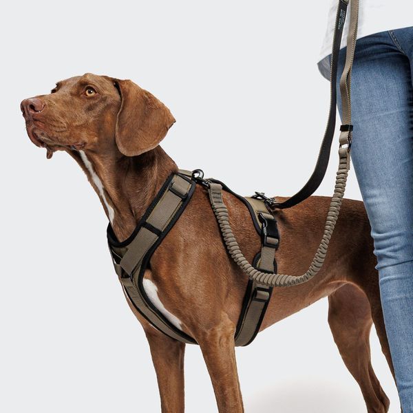 Y-подібна шлейка для собак Cloud7 Y-3 Harness AKTIV Оливковий XS 46274 фото
