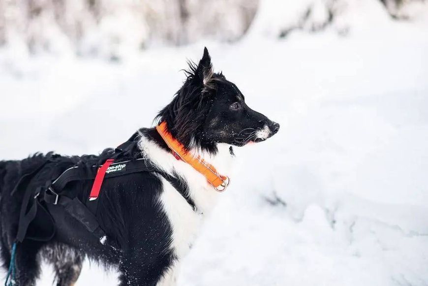 Ошейник для собак Safe Non-stop dogwear Оранжевый 50 40411 фото