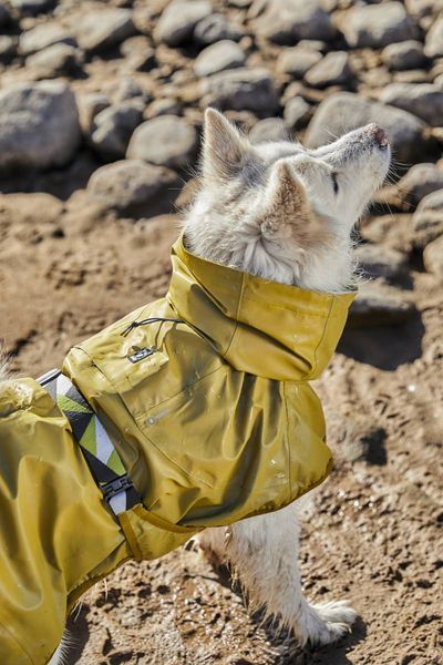 Рефлекторний дощовик для собак Hurtta Mudventure Reflective Coat 25 Жовтий 31402 фото