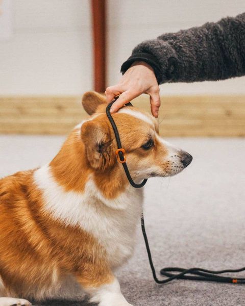 Поводок для собак Retriever leash Non-stop dogwear Черный 1,6 м/8 мм 41386 фото
