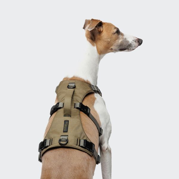 Y-подобная шлейка для собак Cloud7 Y-Safe-Harness AKTIV Серый/Хаки L/XL 46277 фото