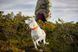 Нашийник для собак Safe Non-stop dogwear Помаранчевий 60 40413 фото 2