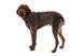 Повседневная шлейка для собак Ruffwear Front Range&reg; XS 43-56 см Серо-коричневый 30787 фото 6