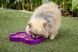 Миска слоуфідер для маленьких собак LickiMat Small Slodog Purple 30348 фото 11