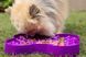 Миска слоуфідер для маленьких собак LickiMat Small Slodog Purple 30348 фото 13