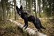 Шлейка для собак Freemotion harness defense Non-stop dogwear Зелений 8 41439 фото 2
