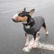 Жилет Pet Fashion E.Vest для собак сірий М 1111166438 фото 4