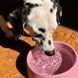 Миска из 100% переработанного пластика для собак Beco Pets Steady Bowls Розовый S 45565 фото 3