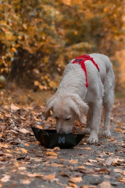 Складна миска для собак Trekking bowl Non-stop dogwear Чорний L 40516 фото