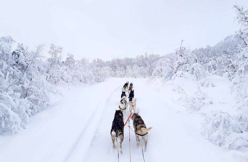 Шлейка для собак Nansen stick harness Non-stop dogwear Чорний 5 40716 фото