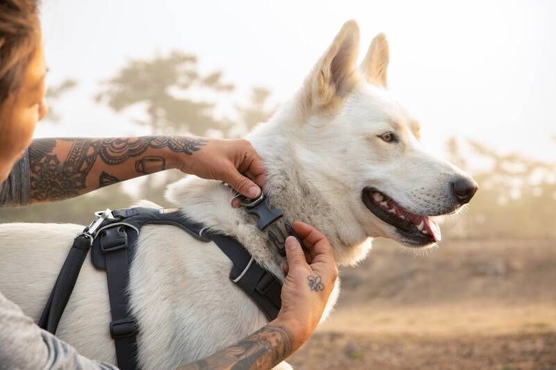 Повсякденний нашийник для собак Ruffwear Front Range&trade; 51-66 см Сірий 30655 фото