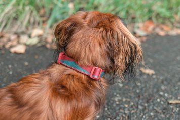 Нашийник для собак Trail quest collar Non-stop dogwear Бордовий із синім L 40467 фото