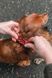 Нашийник для собак Trail quest collar Non-stop dogwear Бордовий із синім L 40467 фото 3