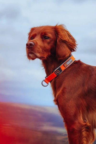 Нашийник для собак Cruise Non-stop dogwear Помаранчевий 2XS 40418 фото