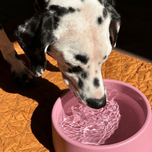 Миска из 100% переработанного пластика для собак Beco Pets Steady Bowls Розовый L 45568 фото