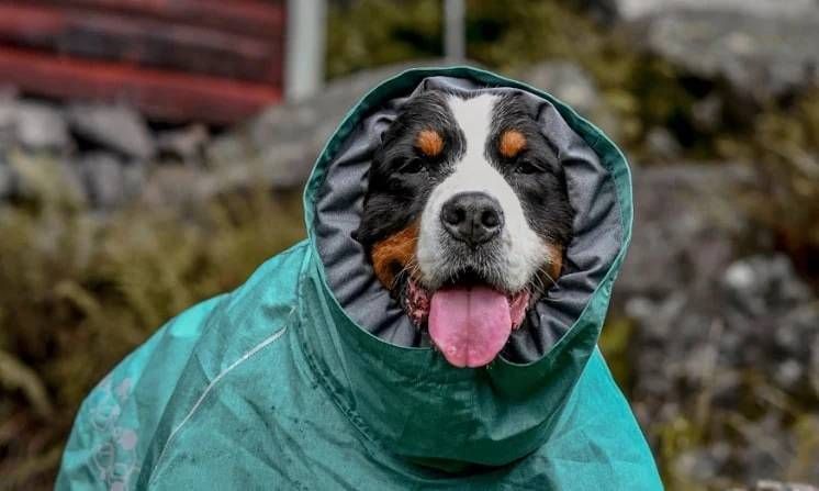 Дощовик для собак Hurtta Monsoon coat II ECO Бірюзовий 60 33344 фото