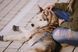 Шлейка смягченная для собак Hurtta Weekend Warrior 80-100 см Бежевый 31636 фото 2