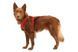Повсякденна шлейка для собак Ruffwear Front Range&reg; XXS 33-43 см Червоний 30791 фото 5