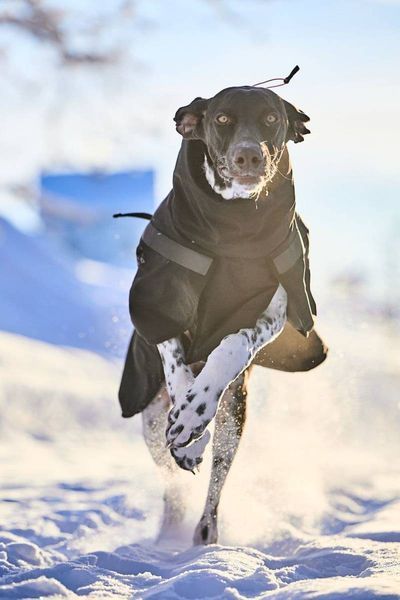 Куртка для собак Trekking insulated Non-stop dogwear Черный 33 41046 фото