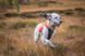 Світловідбивний жилет Protector vest Non-stop dogwear Помаранчевий XL 40846 фото 3