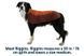 Водонепроникна куртка для собак Ruffwear Vert&trade; XS Помаранчевий 30558 фото 23