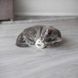 Іграшка Trixie для котів Ведмідь плюшевий з котячою м ятою 8 см в асортименті 1111226021 фото 3