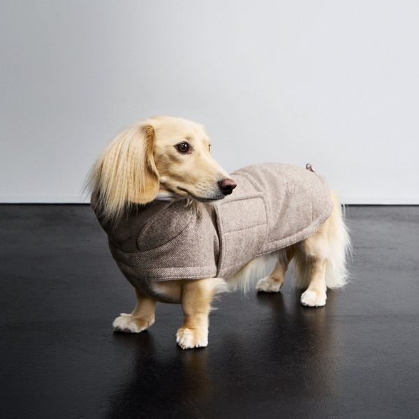 Утеплена куртка для такс і схожих порід собак Cloud7 Brooklyn Dachshund Бежевий 6 45884 фото