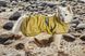 Рефлекторний дощовик для собак Hurtta Mudventure Reflective Coat 65 Жовтий 31410 фото 19