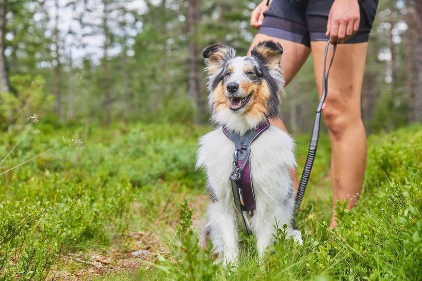 Шлея для собак Line harness 5.0 Non-stop dogwear Фиолетовый 7 40606 фото