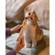 Вітаміни GimCat Every Day мультивітамінна паста для котів для покращення імунітета 200 г 1111152119 фото 5