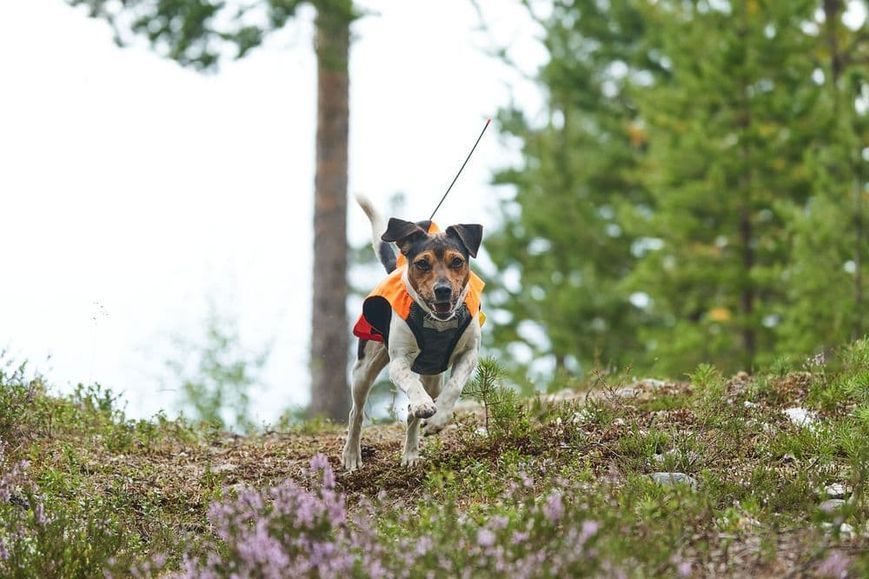 Светоотражающий жилет Protector vest GPS Non-stop dogwear Оранжевый S 40849 фото