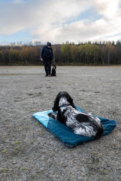 Складной коврик для собак Trekking dog bed Non-stop dogwear Темно-Бирюзовый M 40550 фото