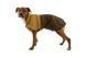 Дождевик для собак Ruffwear Sun Shower&trade; S Коричневый 41757 фото 2