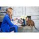 Корм сухий Savory Adult Cat Gourmand Fresh Turkey and Duck для котів-гурманів зі свіжою індичкою та качкою 2 кг 1111162998 фото 4