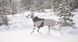 Зимова куртка для собак Glacier wool jacket 3.0 Non-stop dogwear Сірий 33 41111 фото 2
