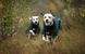 Дощовик для собак Non-stop dogwear Fjord lined Зелений 45 41327 фото 4