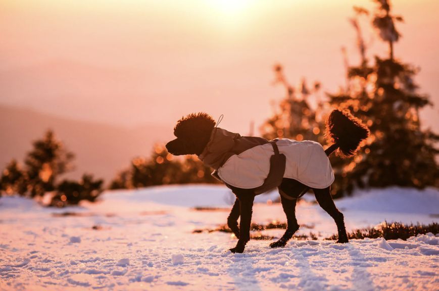 Зимова куртка для собак Glacier wool jacket 3.0 Non-stop dogwear Сірий 33 41111 фото