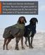 Шерстяная куртка для собак Glacier wool jacket 2.0 Non-stop dogwear Темно-Синий 24 41006 фото 3