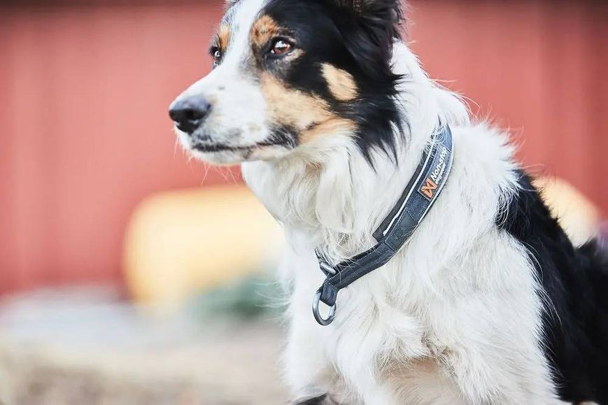 Нашийник для собак Cruise Non-stop dogwear Чорний M 40429 фото