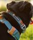 Повседневная шлейка для собак Ruffwear Front Range&reg; S 56-69 см Бирюзово-оранжевый 30803 фото 27
