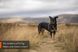 Шлея для собак Line harness 5.0 Non-stop dogwear Зеленый 1 40616 фото 2