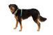 Повседневная шлейка для собак Ruffwear Front Range&reg; S 56-69 см Бирюзово-оранжевый 30803 фото 20