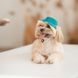 Панама Pet Fashion Rob для собак бавовна фіксатор бірюзова М 1111195206 фото 5
