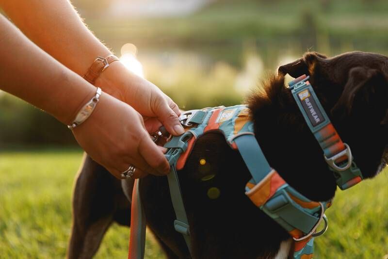 Повседневная шлейка для собак Ruffwear Front Range&reg; S 56-69 см Бирюзово-оранжевый 30803 фото