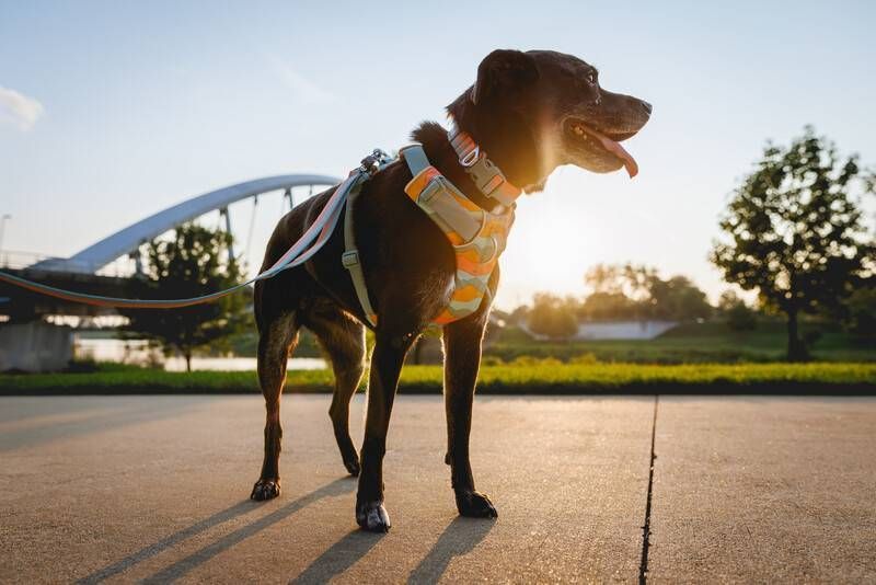 Повседневная шлейка для собак Ruffwear Front Range&reg; S 56-69 см Бирюзово-оранжевый 30803 фото